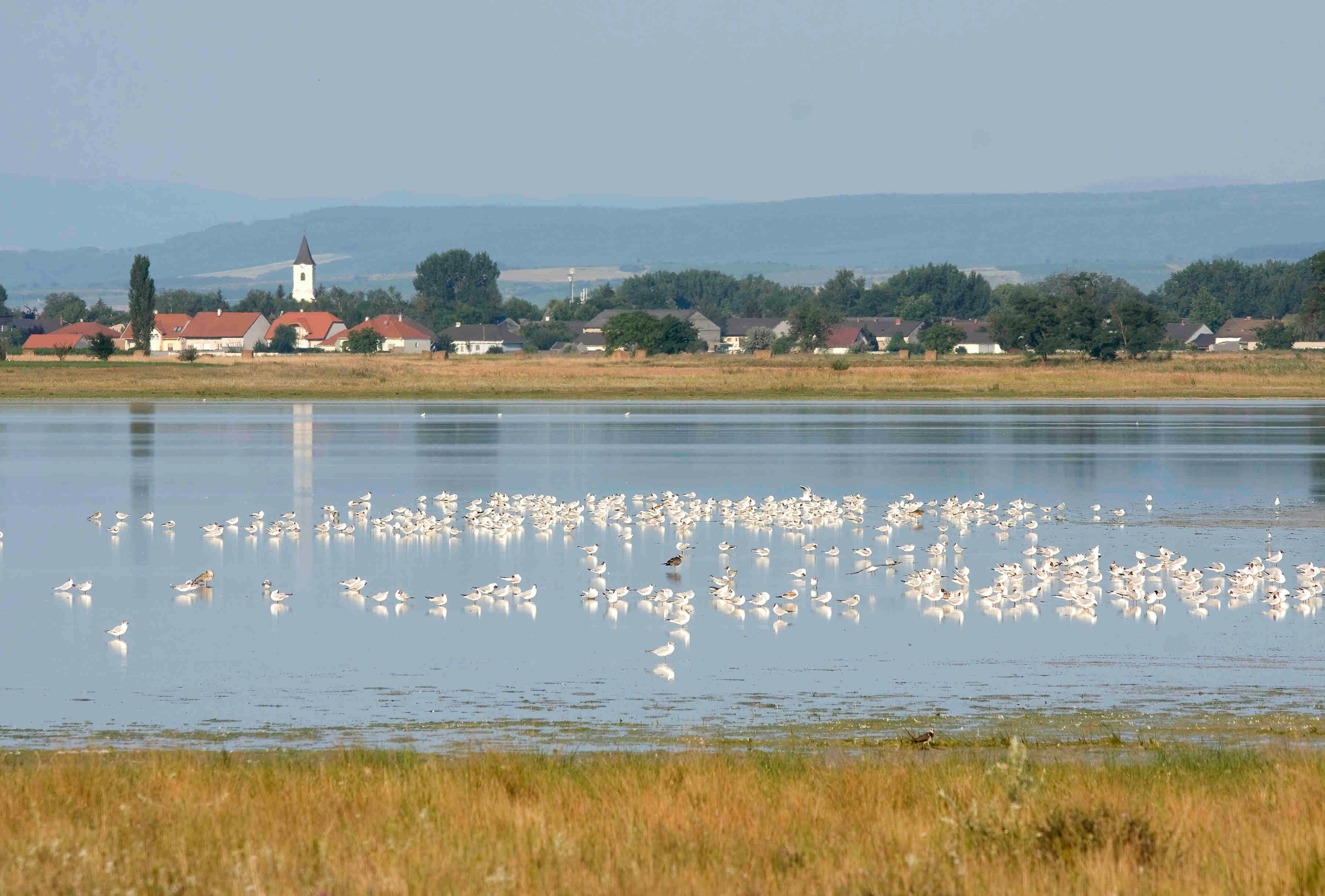 Foto aus dem Jahr 2008: Tausende Vögel beleben die beeindruckende Natur rund um die 