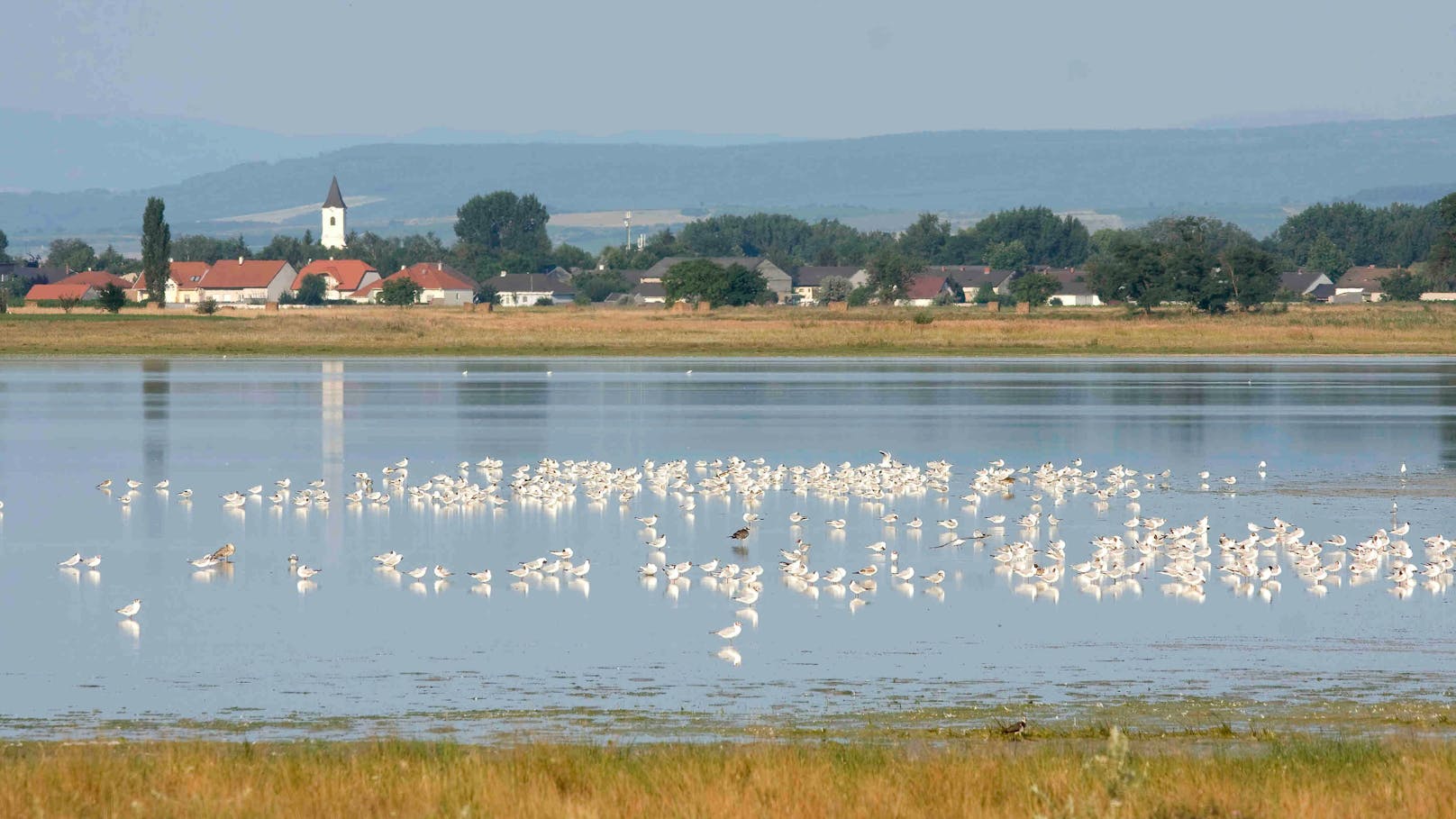 Foto aus dem Jahr 2008: Tausende Vögel beleben die beeindruckende Natur rund um die "Lange Lacke". Doch heute ...