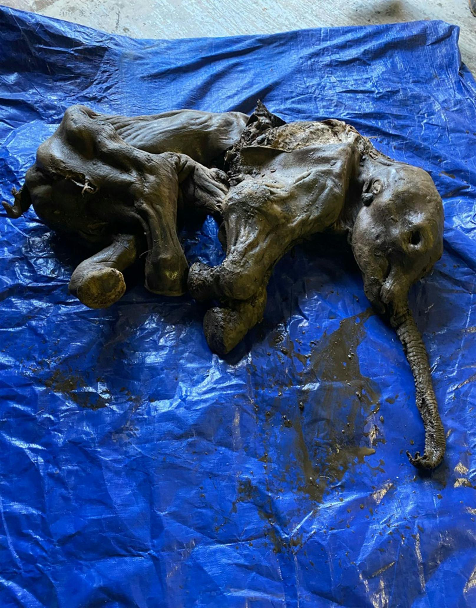 Goldgräber entdecken mumifiziertes Mammutbaby