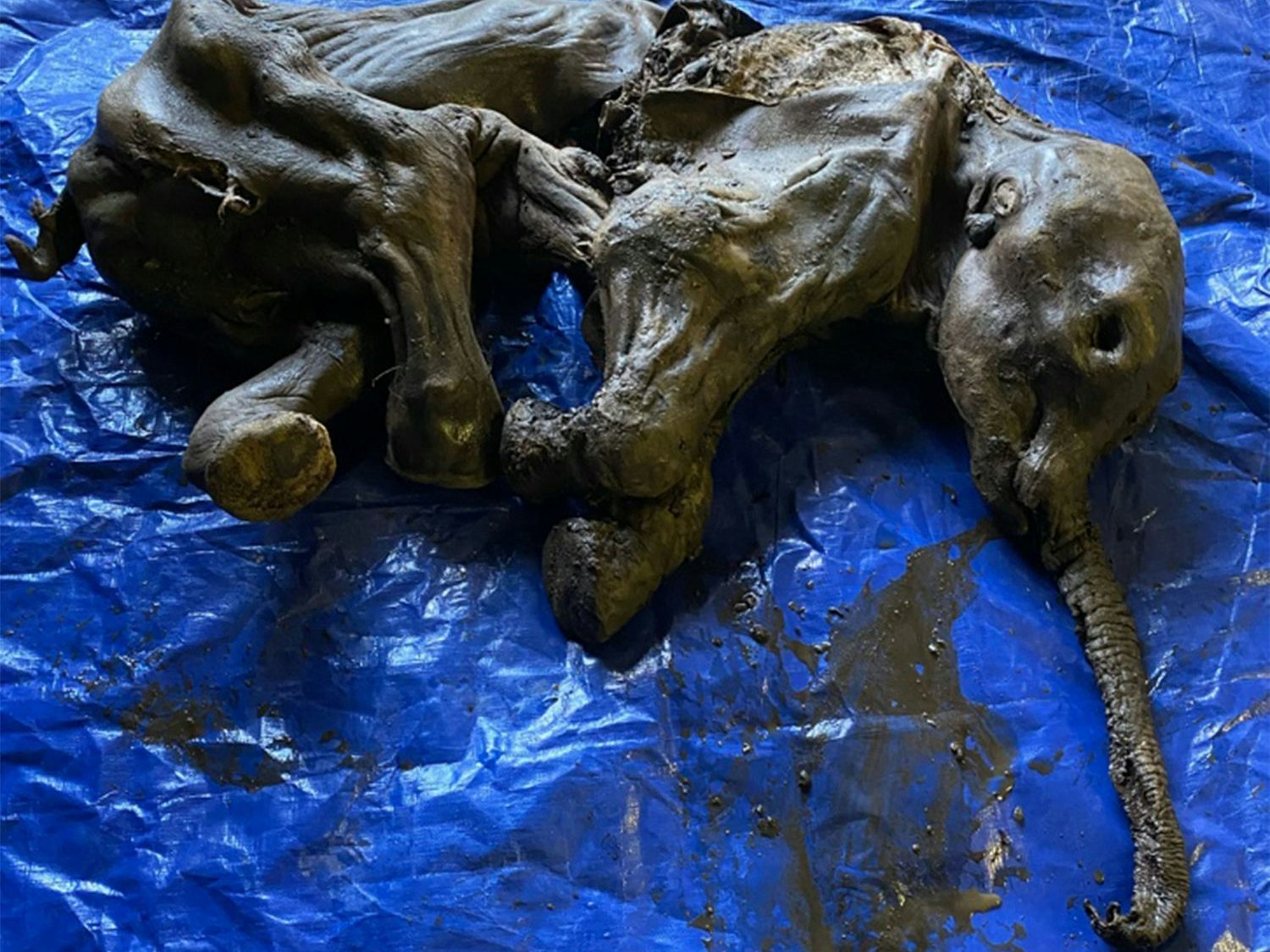 Download von www.picturedesk.com am 27.06.2022 (09:57).  *** SERVICEBILD *** This handout image released by the Government of Yukon on June 25, 2022 shows a complete baby woolly mammoth named Nun cho ga found in Yukon's Eureka Creek, south of Dawson City, Canada. - Miners in the Klondike gold fields of Canada's far north have made a rare discovery, digging up the mummified remains of a near complete baby woolly mammoth. (Photo by GOVERNMENT OF YUKON / AFP) / RESTRICTED TO EDITORIAL USE - MANDATORY CREDIT "AFP PHOTO / GOVERNMENT OF YUKON " - NO MARKETING - NO ADVERTISING CAMPAIGNS - DISTRIBUTED AS A SERVICE TO CLIENTS - 20220625_PD15589 - Rechteinfo: Servicebild (SB) Bei diesem Bild ist PictureDesk ausschließlich technischer Dienstleister und stellt eine technische Bearbeitungsgebühr in Rechnung. PictureDesk ist weder Urheber noch Rechteinhaber. Die Nutzung liegt in alleiniger Verantwortung des Kunden. Nur für redaktionelle Nutzung! Werbliche Nutzung erfordert Freigabe: bitte schicken Sie uns eine Anfrage.