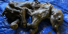 Goldgräber entdecken mumifiziertes Mammutbaby