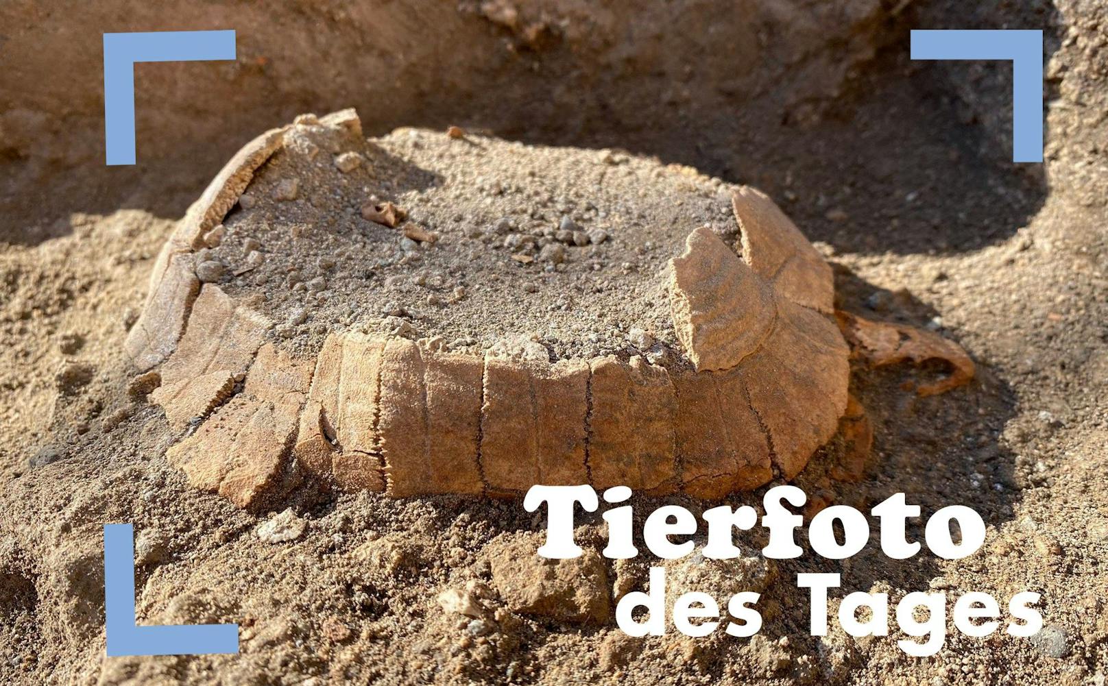Sensationsfund: Forscher graben eine fast 2000 Jahre alte Schildkröte in Pompeji aus.
