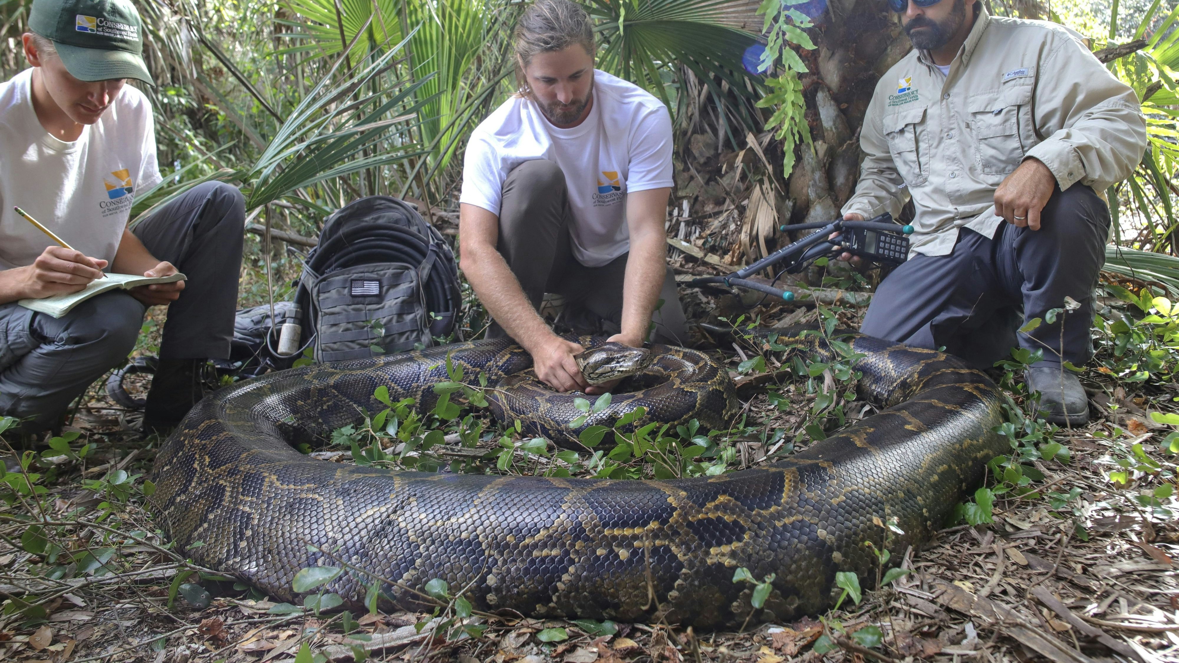 Download von www.picturedesk.com am 28.06.2022 (10:39).  ACT action_39277613 -- : **NO NEW YORK POST, NEWS CORP OR RTL USAGES**.Terrifying images show a humongous nearly 18-foot-long python after it was found in Florida, US The beast is the largest python found in the state to date, weighing in at 215lbs (15st 3lbs) Wildlife biologists captured the creature Äì who was carrying a record 122 developing eggs, which increases what was believed to be the highest number of eggs a female can potentially produce per breeding cycle Scientists also found that the snake's last meal was an adult white-tailed deer, the endangered Florida panther's primary food source The Conservancy of Southwest Florida, which established an invasive python removal program in 2013, said that prior to the new record, the largest female python removed through the program weighed 185 pounds Female Burmese pythons are far larger than males. Biologists place trackers on the males to help them find the females Ian Bartoszek, environmental science project manager for the Conservancy of Southwest Florida, said: "This season we tracked a male scout snake named Dionysus, or Dion, to a region of the western Everglades that he frequented for several weeks. We knew he was there for a reason, and the team found him with the largest female we have seen to date "The removal of female pythons plays a critical role in disrupting the breeding cycle of these apex predators that are wreaking havoc on the Everglades ecosystem and taking food sources from other native species "This is the wildlife issue of our time for southern Florida.".Since 2013, the Conservancy has removed more than 1,000 pythons weighing more than 26,000 pounds from approximately 100 square miles of southwest Florida Pictured: GV,General View.Ref: SPL5321650 250622 .Picture by: Jam Press/The Conservancy of Southwest Florida/Amazing Animals+/TMX / SplashNews.com photodesk@spla - 20220625_PD19021 - Rechteinfo: Rights Managed (RM)