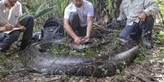 Dickes Ding! Bisher größter Python in Florida gefunden