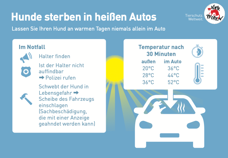 Vier Pfoten warnt vor Hitze-Falle Auto.