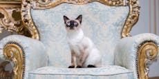 Das sind die fünf reichsten Katzen der Welt