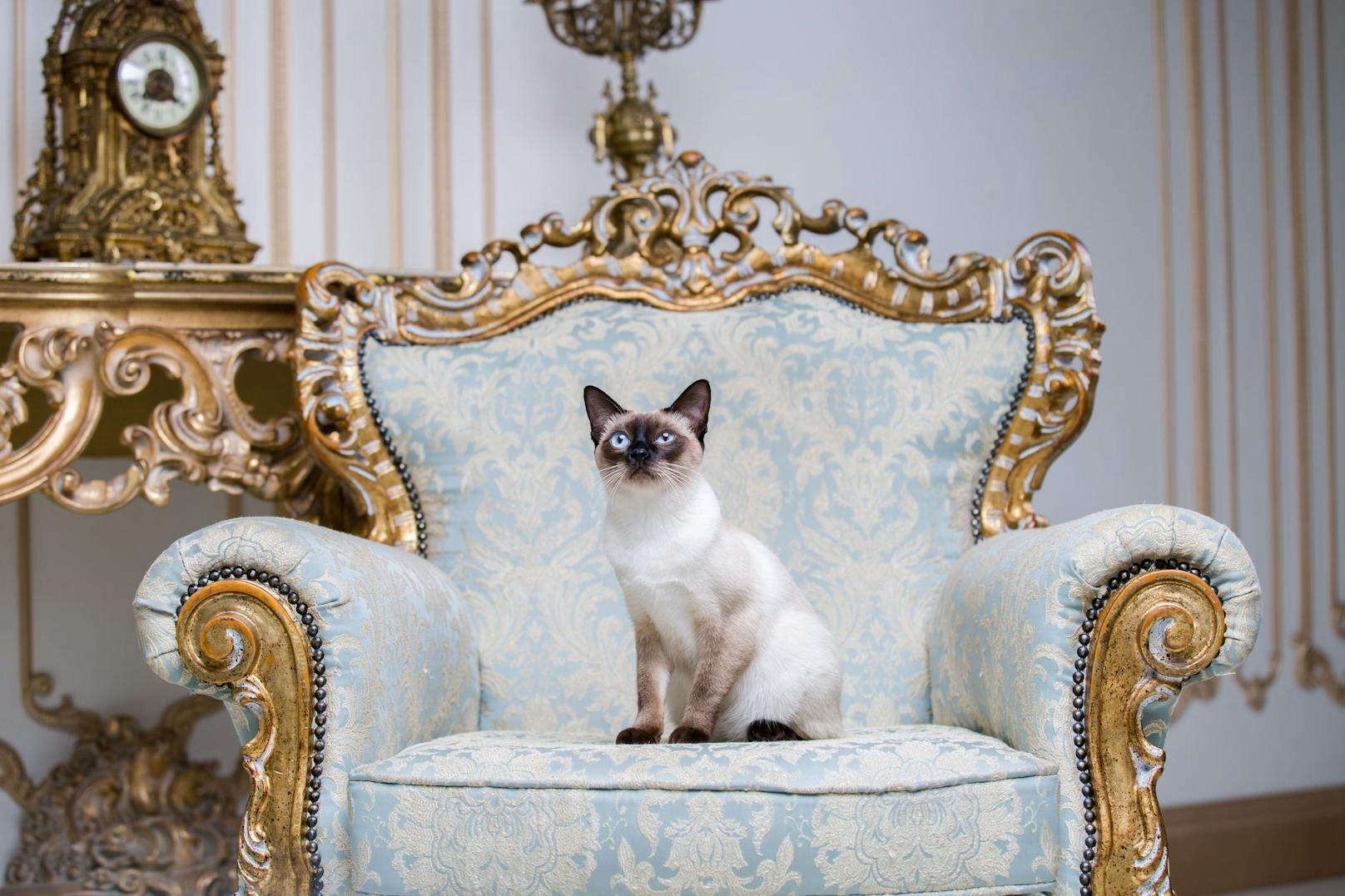 Das sind die fünf reichsten Katzen der Welt