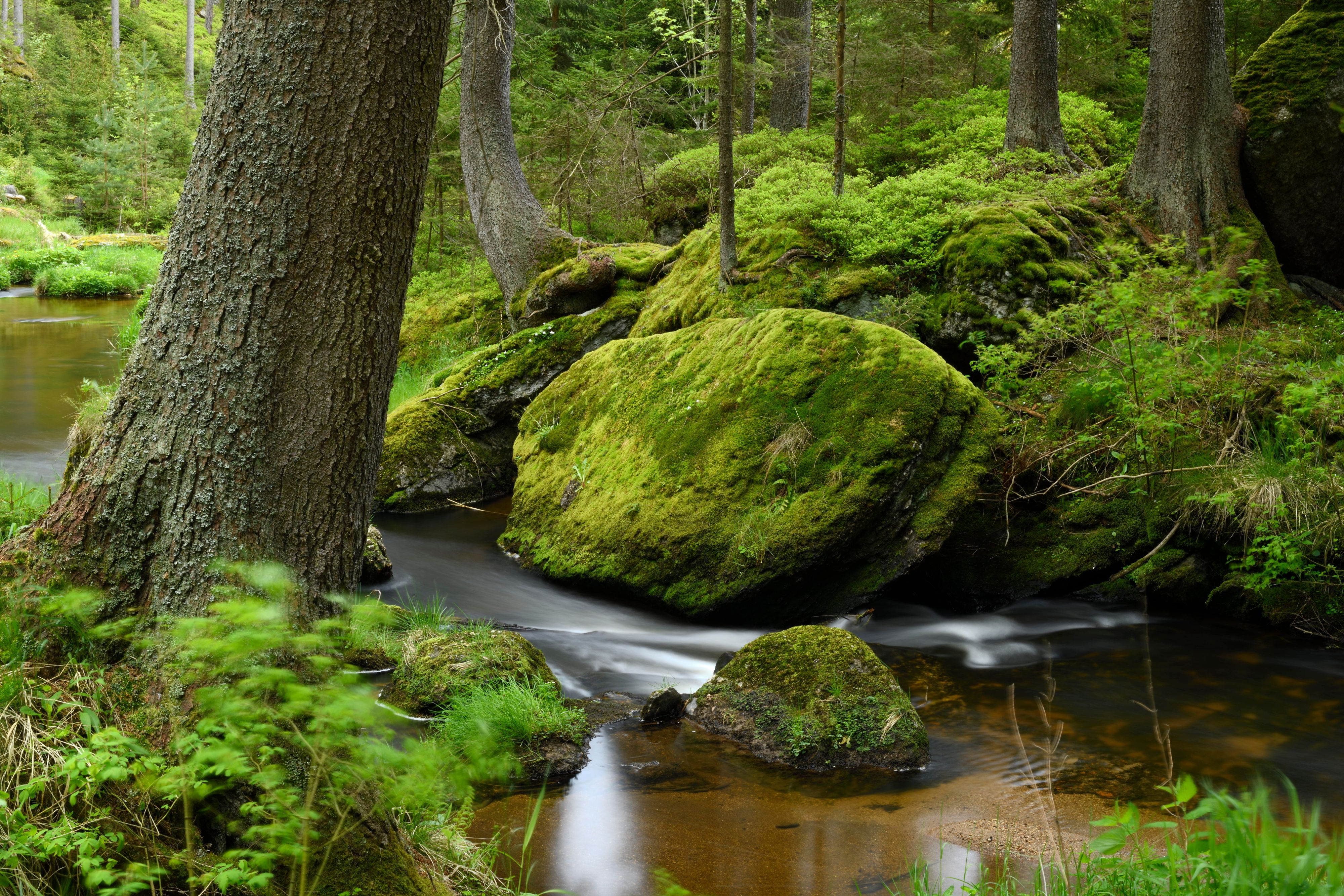Naturerlebnis und Sommerfrische 