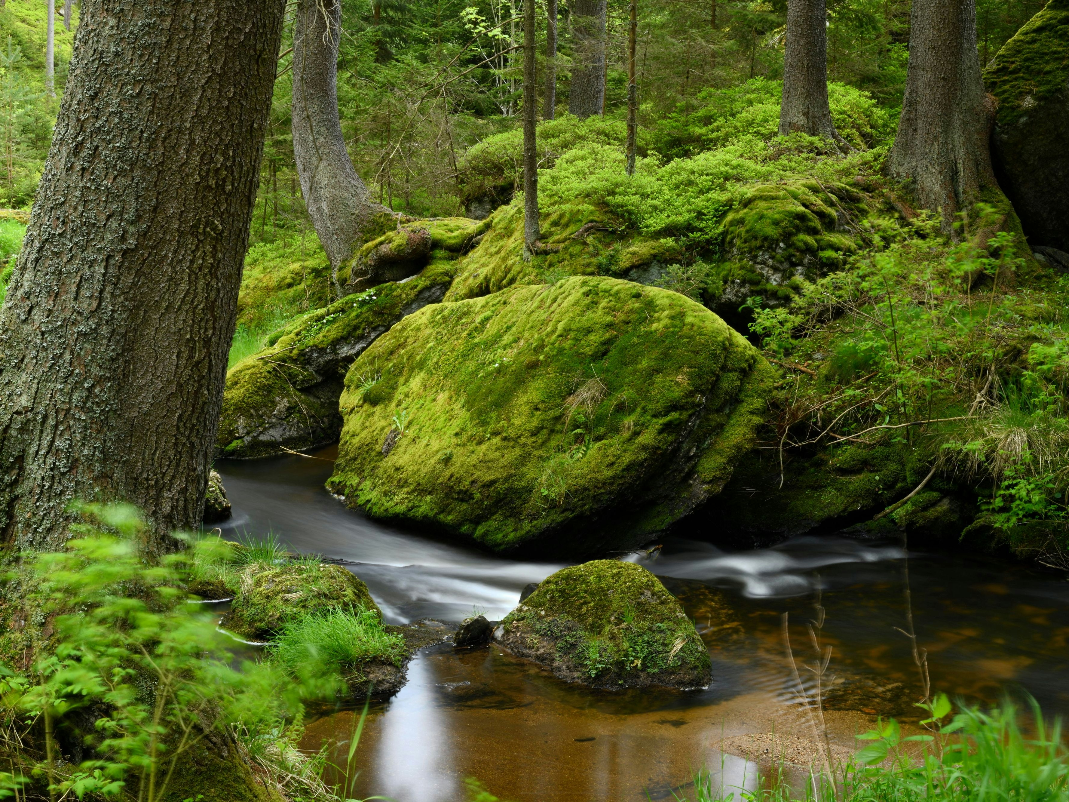 Bärentrail / Waldviertel / Niederösterreich - Naturerlebnis und Sommerfrische "vor der Haustür" - am Bärentrail bei Arbesbach. 