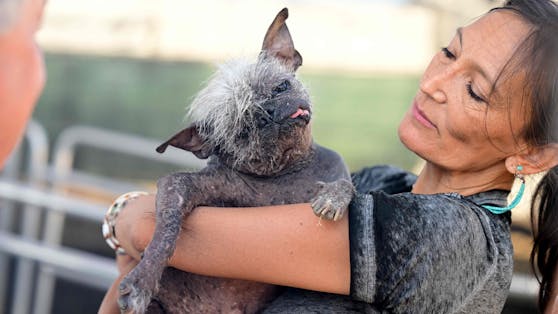 Der chinesische Schopfhund "Happy Face" wurde zum hässlichsten Hund der Welt gekürt. 