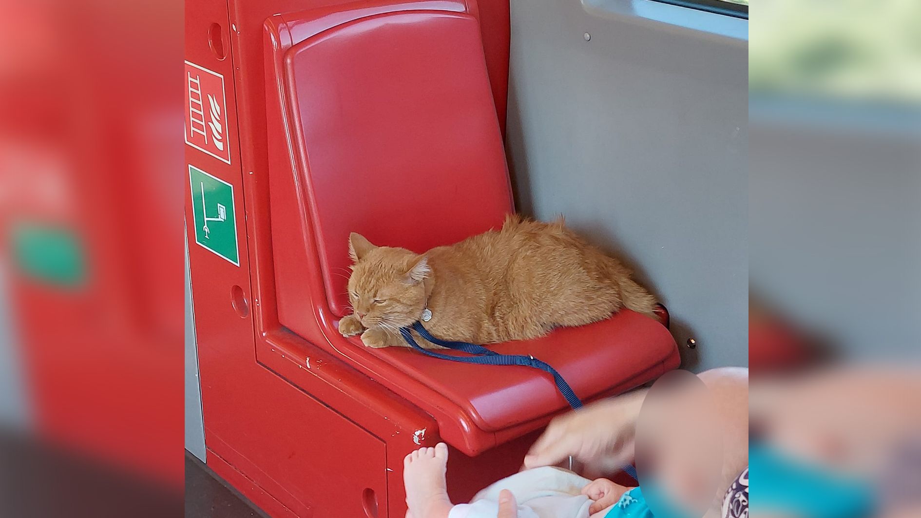 Die Katze lag entspannt auf ihren Sitzplatz und ließ sich von niemandem aus der Ruhe bringen. 