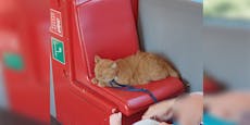 Katze kühlt sich in klimatisierter Wiener U-Bahn ab
