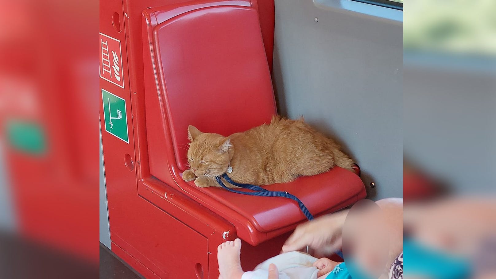 Katze kühlt sich in klimatisierter Wiener U-Bahn ab