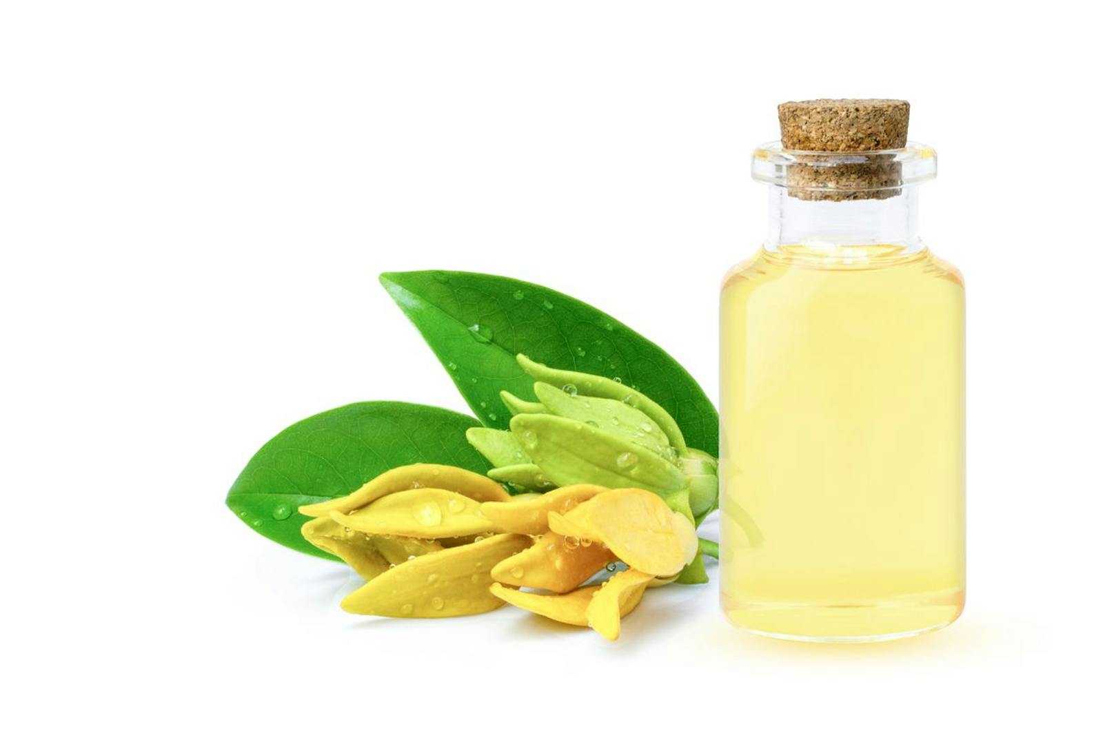 Vor allem in stressigen Situationen kann die Ylang Ylang dein psychisches Gemüt zum besseren wenden.