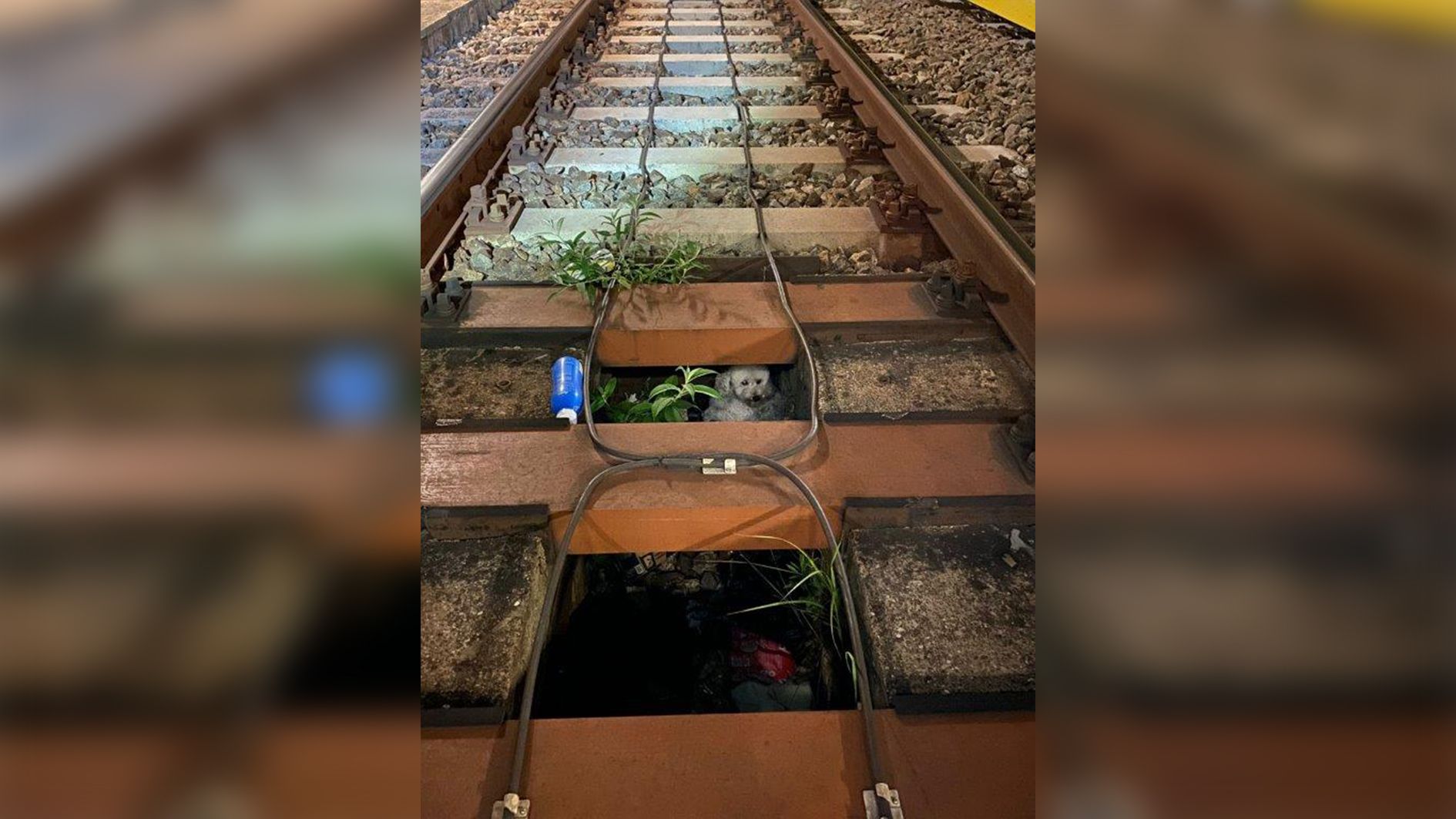 Der verschreckte Hund versteckte sich unter den Gleisen und wurde in der Nacht schließlich gefunden.