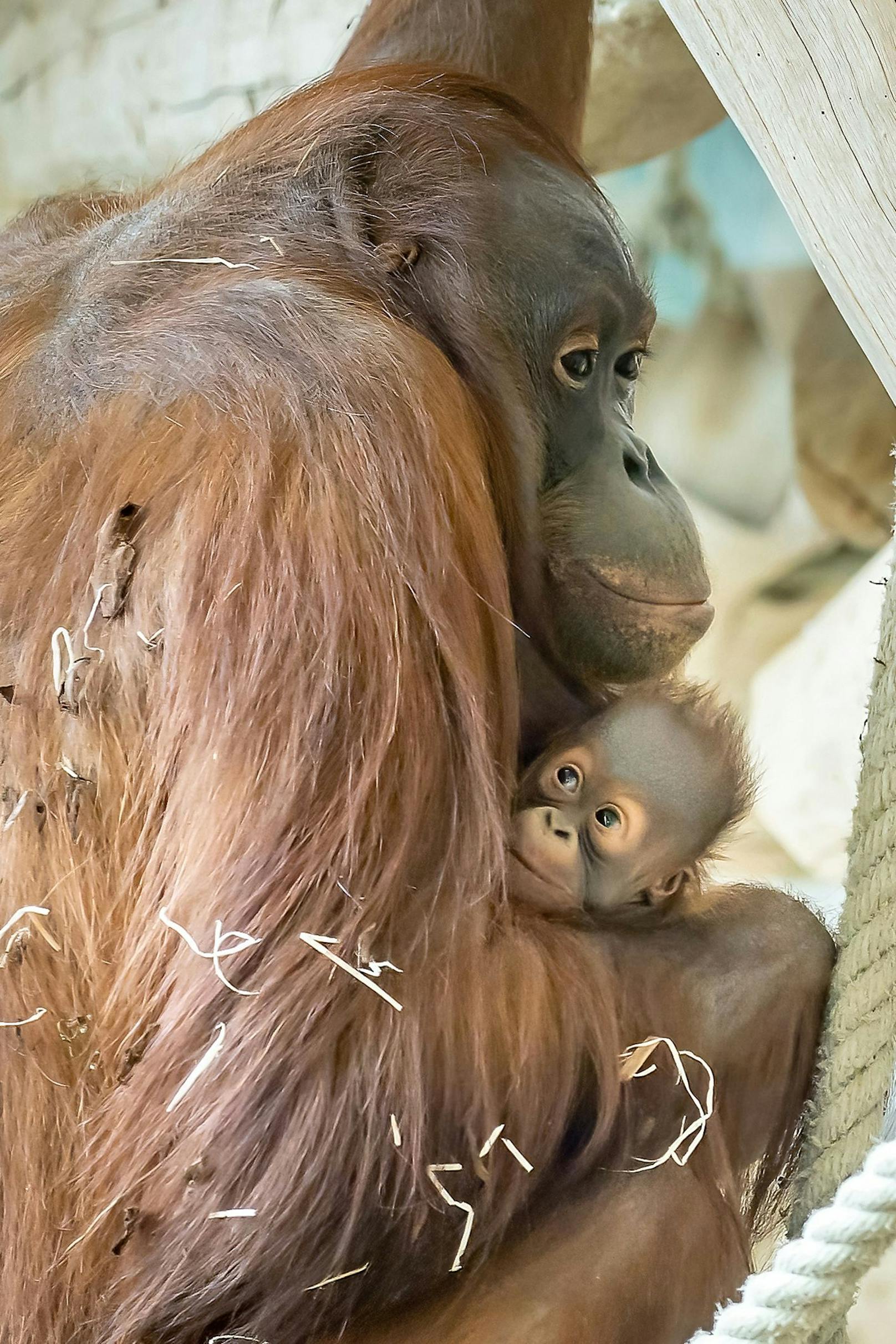 Mama "Sari" kümmert sich sehr gut um ihren Nachwuchs, was für ein erstgebärendes Orang-Utan-Weibchen keinesfalls selbstverständlich ist.