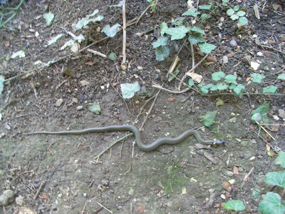 Schlangenalarm im Garten
