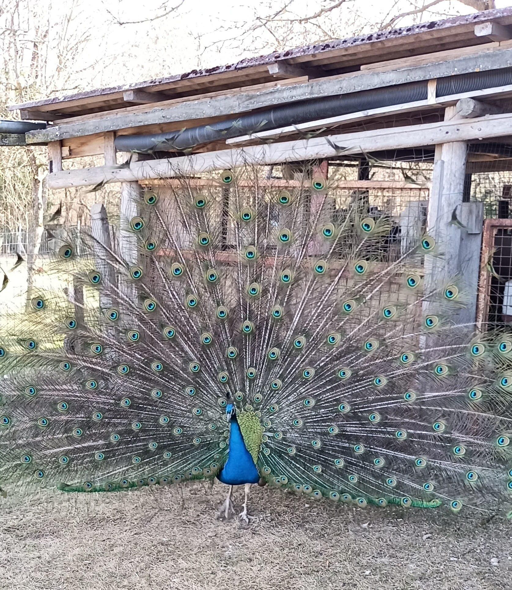 Pfau 