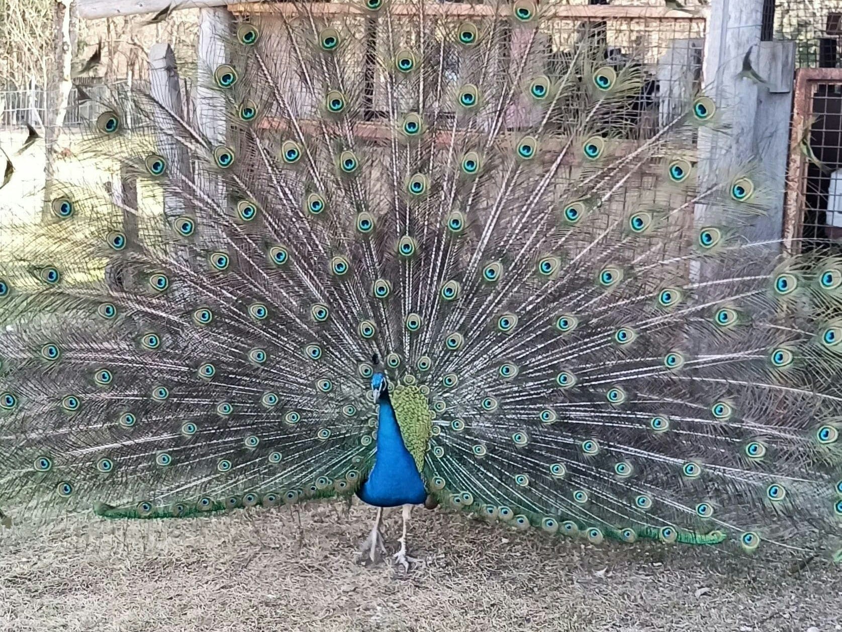 Pfau "Paul-Franz-Xaver" wurden alle Augenfedern ausgerissen.