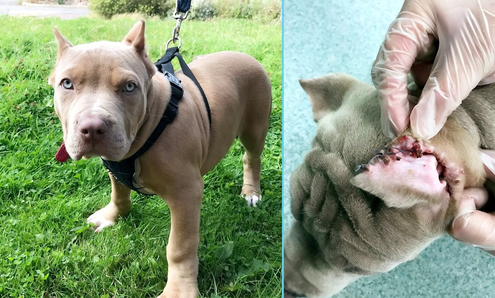 Ein Brite kupierte seinen drei Welpen selbstständig die Ohren. 