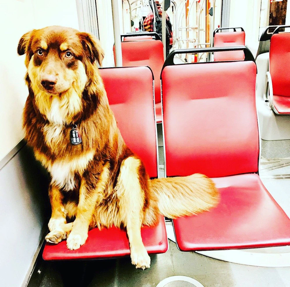 Vierbeiner fahren in Linz ab September kostenlos mit Bim und Bus.&nbsp;