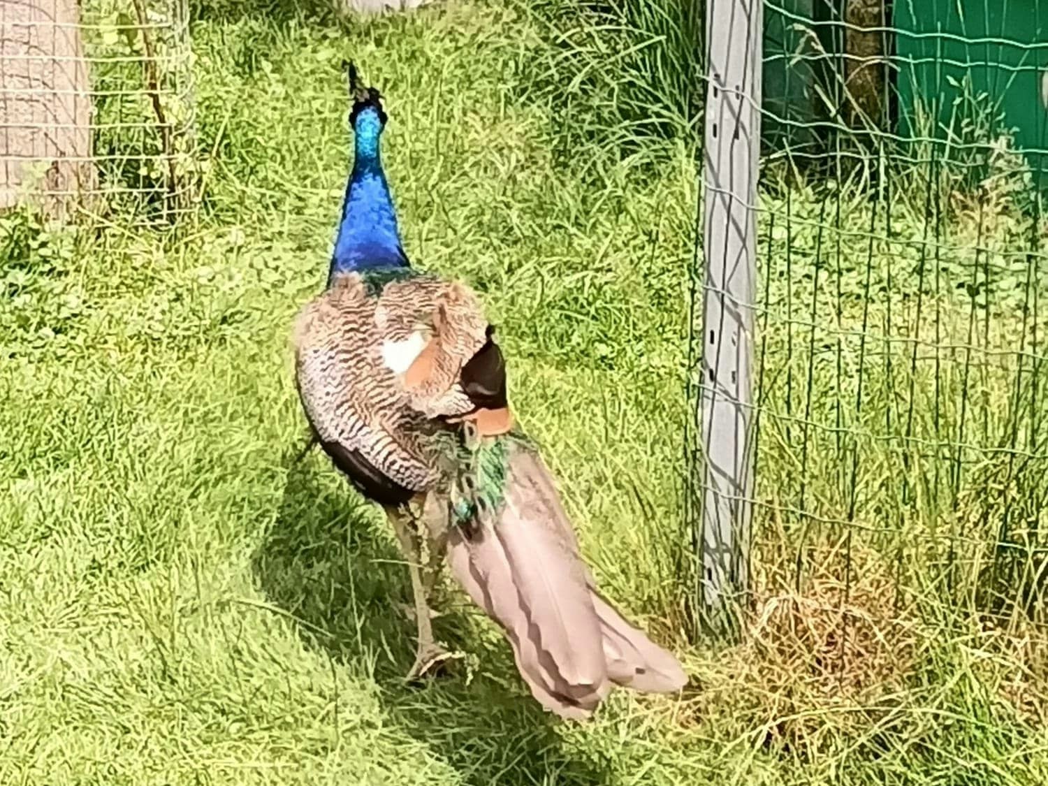 So sieht der Pfau nach der Attacke aus.