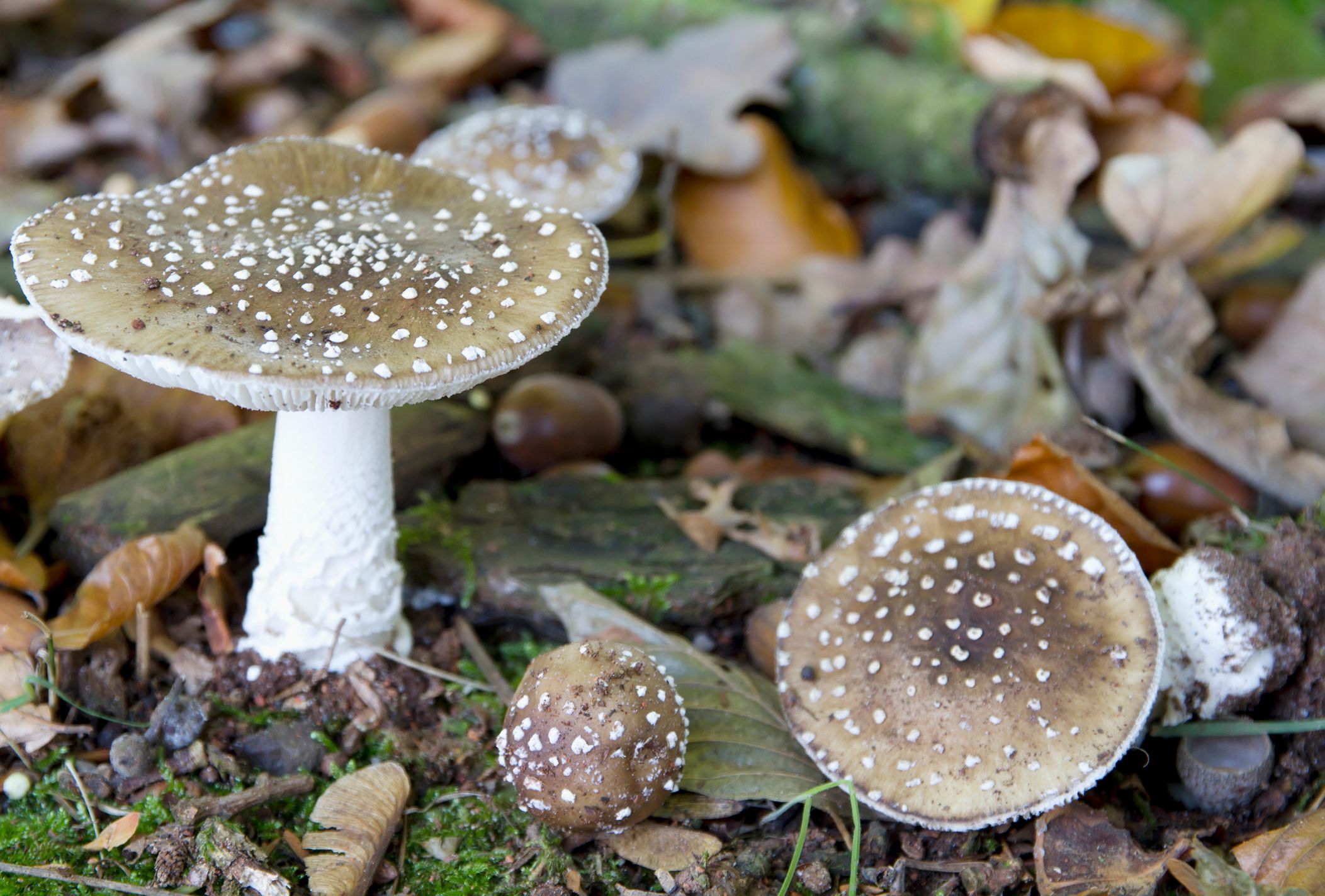 Ersten Erkenntnissen zufolge dürfte das Ehepaar Pantherpilze erwischt haben.