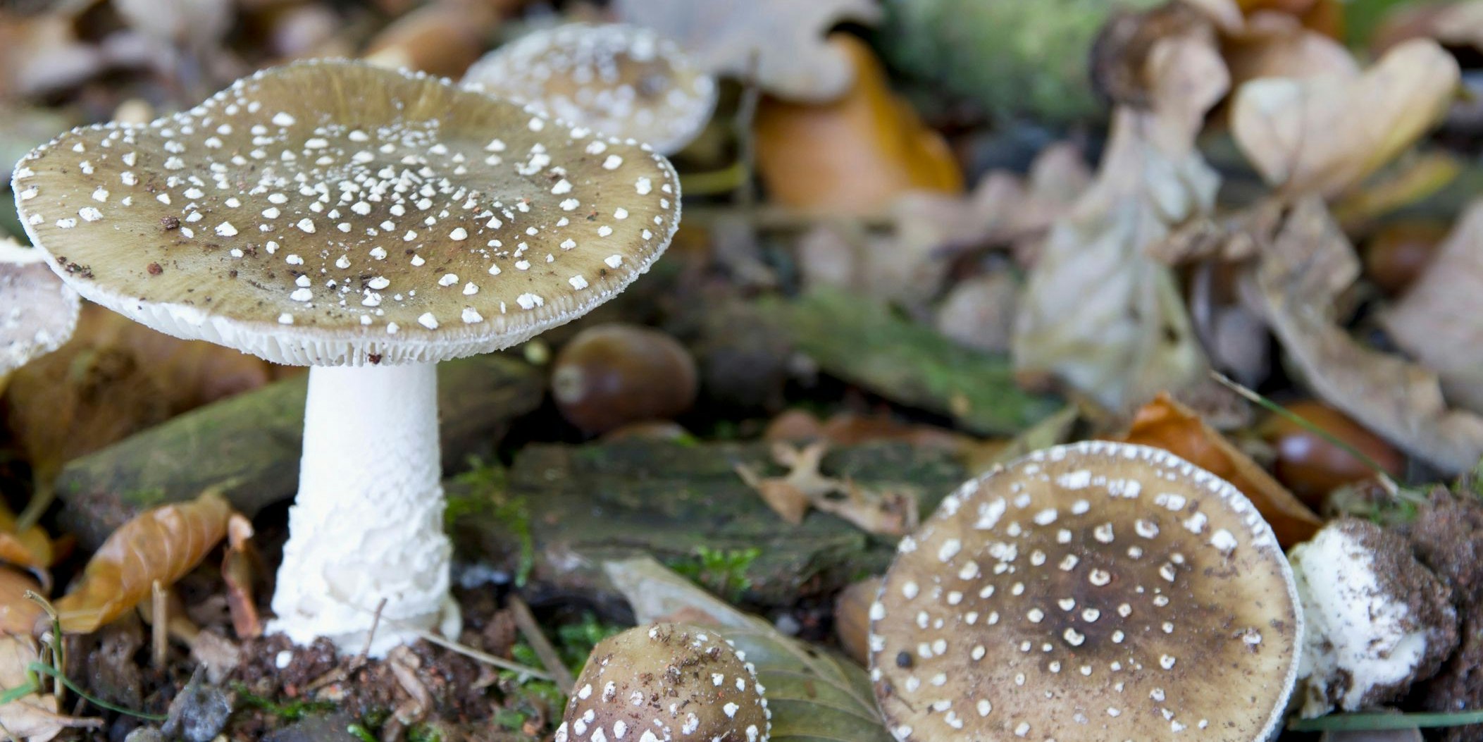 Ersten Erkenntnissen zufolge dürfte das Ehepaar Pantherpilze erwischt haben.