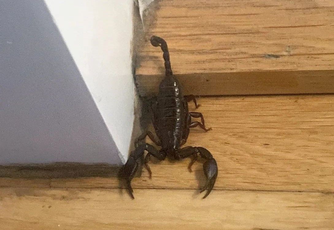 Die "Icara"-Tierrettung brachte den Skorpion ins Linzer Tierheim.