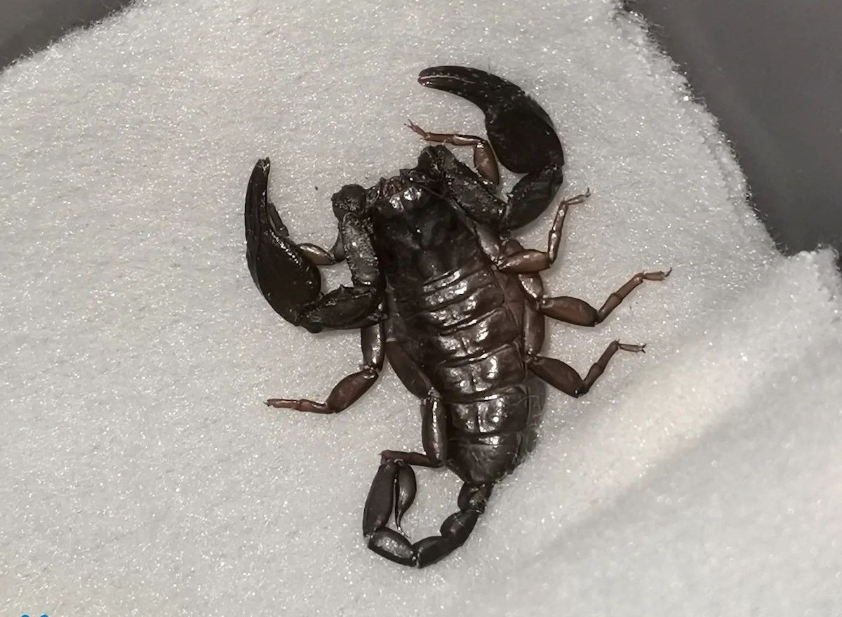Skorpion in Linzer Wohnung entdeckt