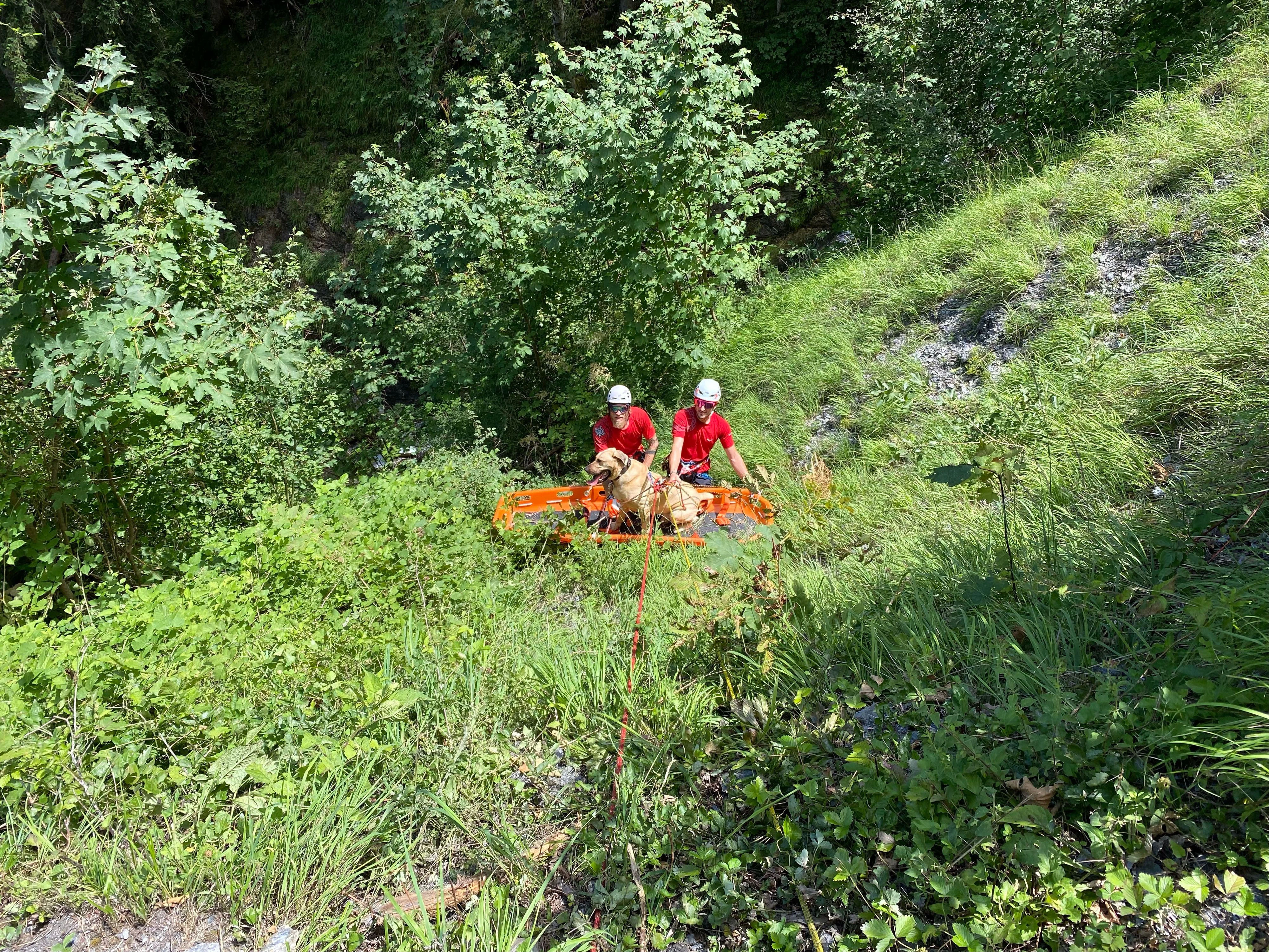 "Enno" blieb zum Glück bei dem Absturz unverletzt.