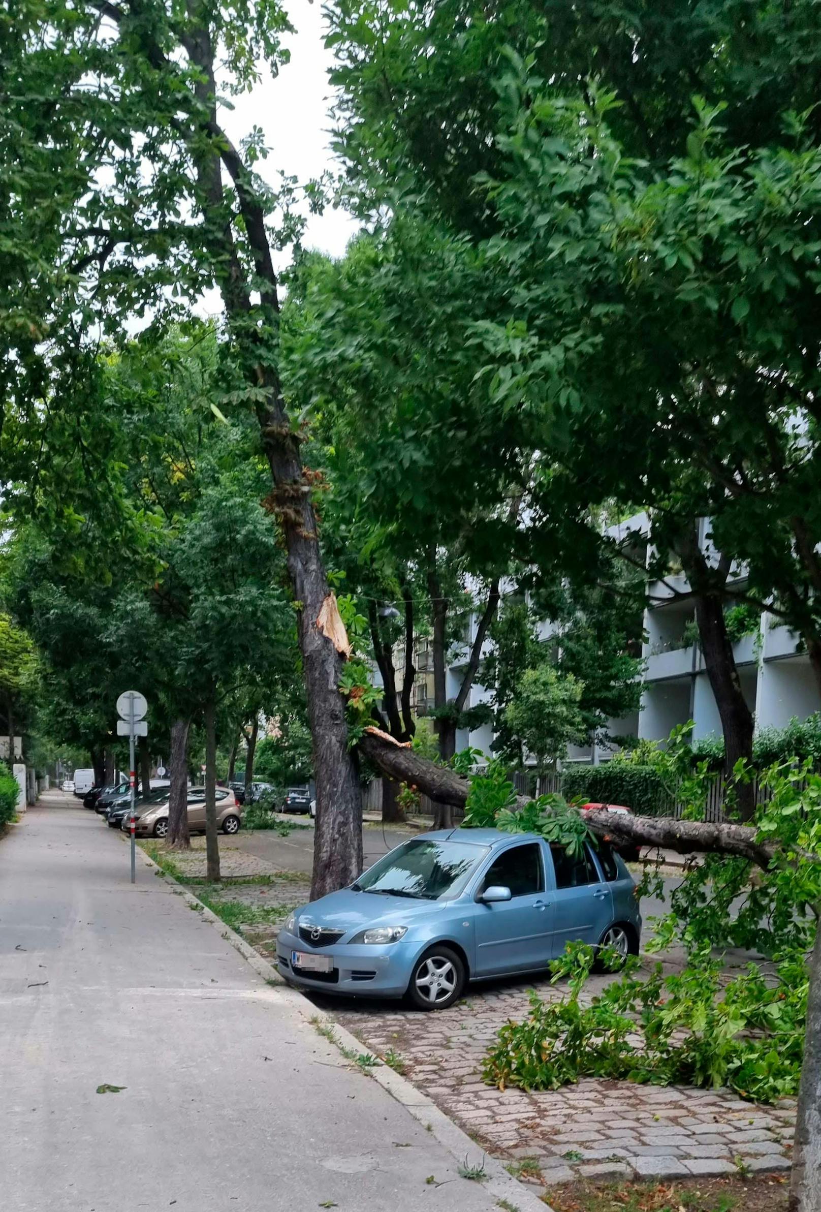 In der Auhofstraße (Hietzing) ist ein Baum auf geparkte Autos gefallen und zerstörte dabei Stromleitungen.&nbsp;