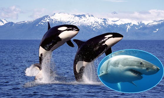 Laut einer Studie hat ein Orca-Pärchen am Küstengebiet Gansbaai (Südafrika) ein besonderes Interesse an Weißen Haien.
