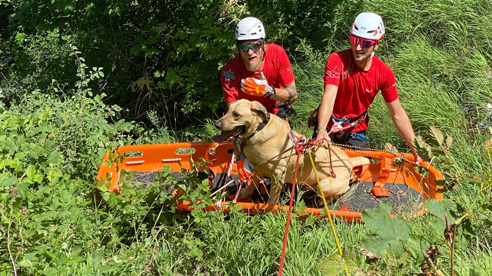 Bergrettung Mayrhofen rettet abgestürzten Hund "Enno"