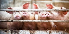 Vollspaltböden bei Schweinen ab 2040 verboten