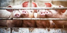 Defekt in Betrieb! Dutzende Schweine erstickten in NÖ