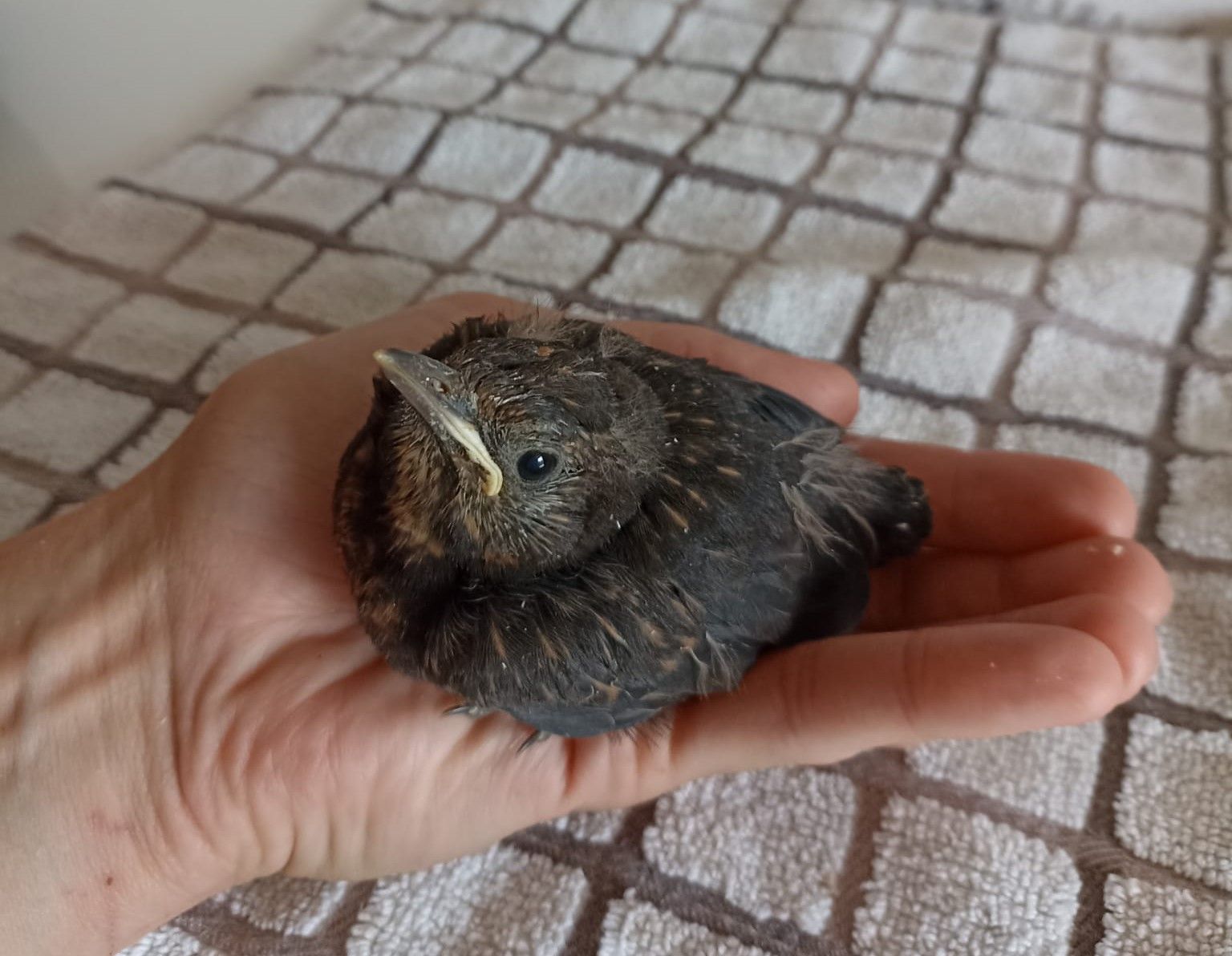 Das Amselbaby wird nun im "Tierparadies Schabenreith" aufgezogen.