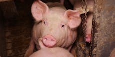 Schweine müssen noch weitere 34 Generationen leiden