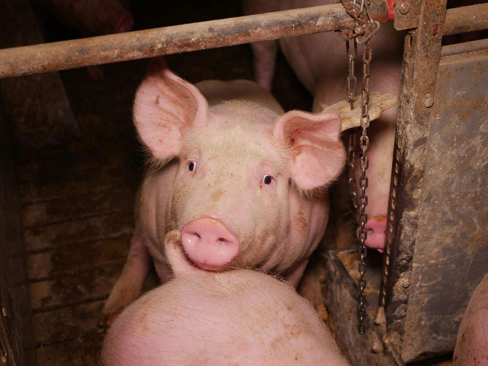 Aus für neue Vollspaltenböden bei Schweinen ab 2023