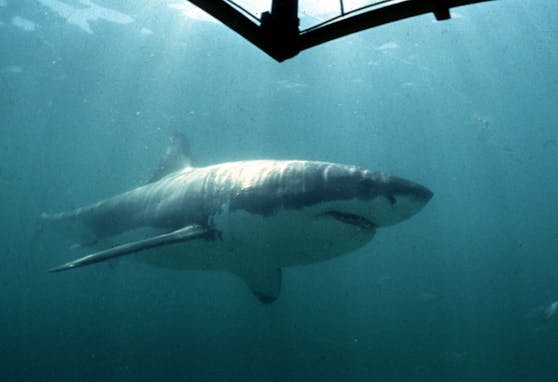 Eine Österreicherin wurde im Ägypten-Urlaub von einem Hai totgebissen.
