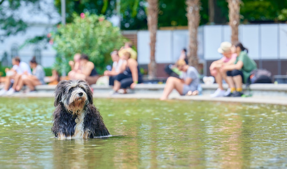 In Österreich startet am Samstag gleich die nächste Hitzewelle des Jahres.