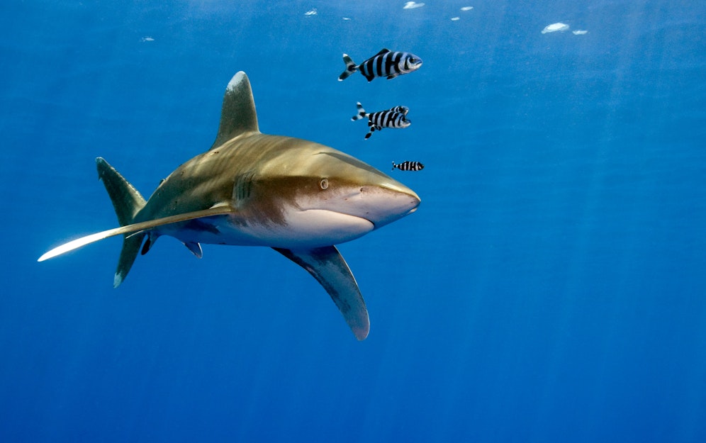 Ein Weißspitzen-Hochseehai (<em>Carcharhinus longimanus</em>) im Roten Meer vor der Küste Ägyptens. Symbolbild