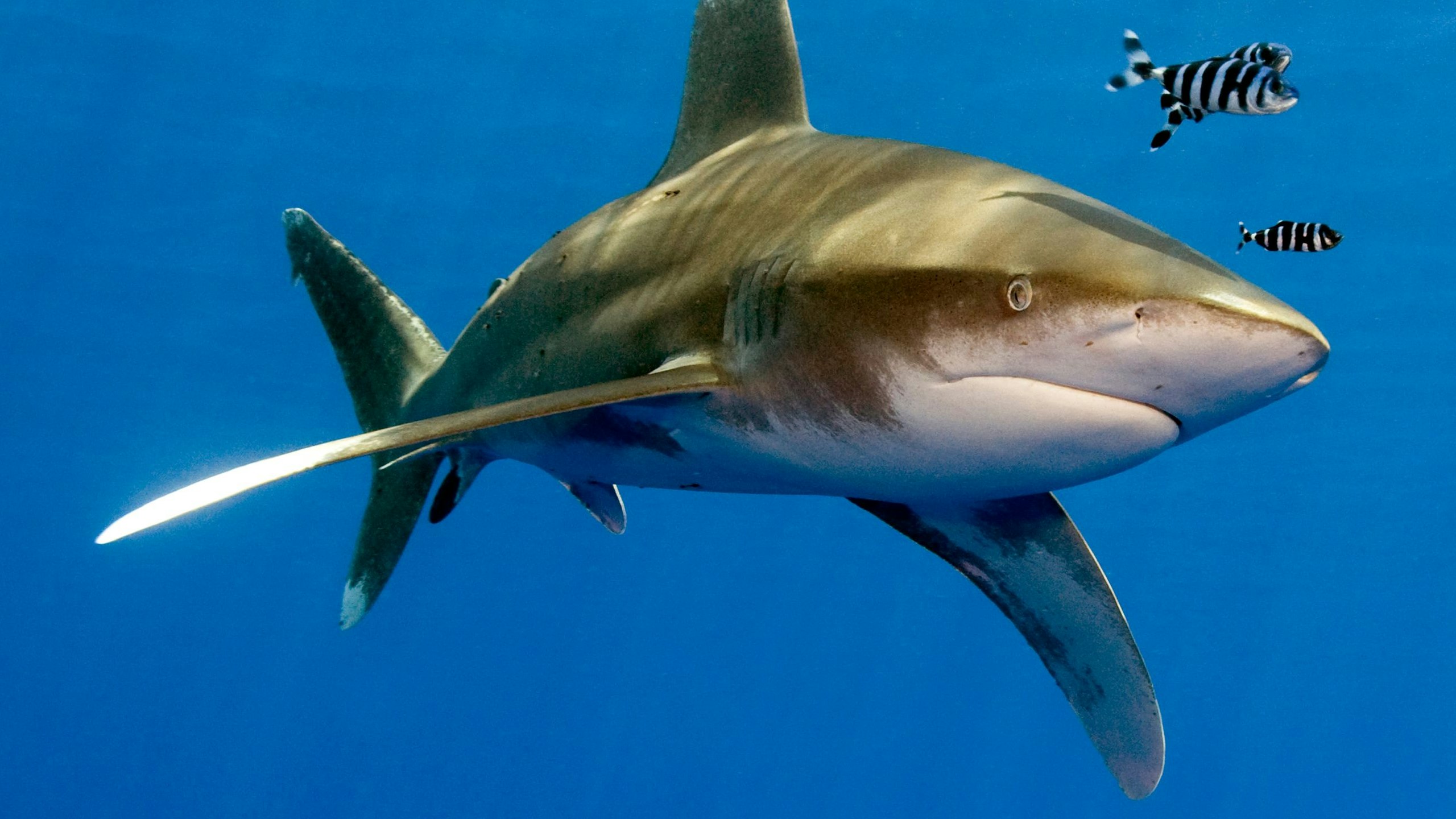 Ein Weißspitzen-Hochseehai (Carcharhinus longimanus) im Roten Meer vor der Küste Ägyptens. Symbolbild