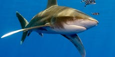 Hai tötete Tirolerin nur zwei Tage vor Abreise aus Ägypten