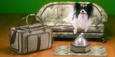 Mode für "kecke Diven": Gucci zieht Hund & Katz an