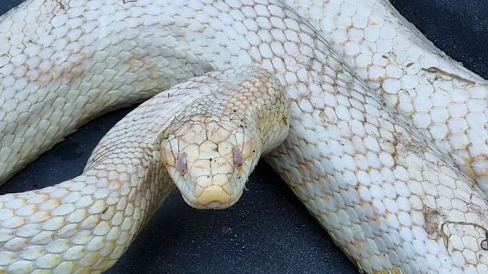 Diese Schlange musste die Polizei bei dem Spielplatz einfangen.&nbsp;