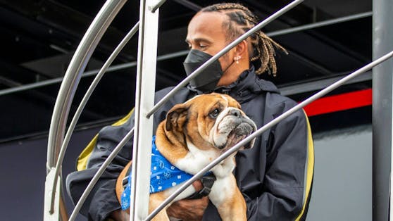 Lewis Hamilton mit seiner Bulldogge Roscoe