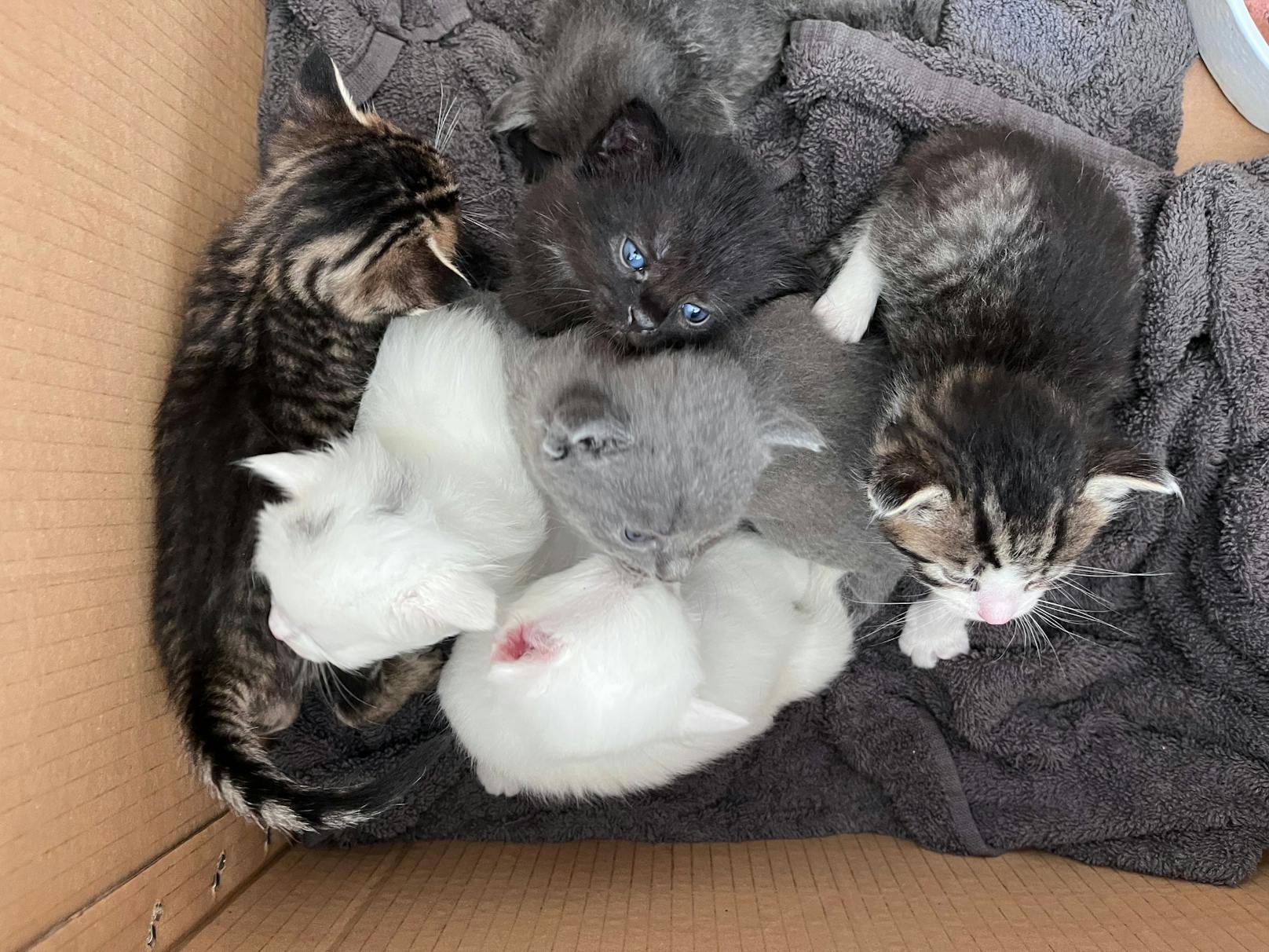 Erst vier Wochen alt und schon abgeschoben. Insgesamt sieben Kitten wurden mit ihrer Mutter in einem Karton gefunden.