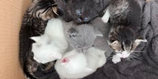 Großer Andrang kleiner Kätzchen im Wiener Tierquartier