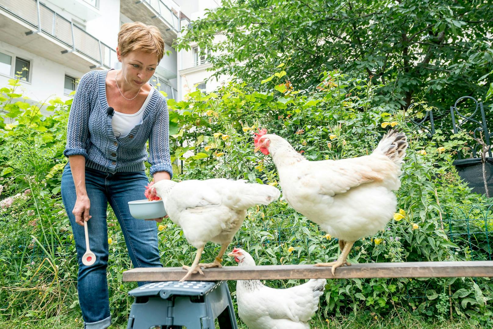 Swantje Hurka bietet mit ihren drei Hühnern Therapiestunden in ihrem Garten an. Das Trio kann mittlerweile auch Kunststücke, wie am Balken balancieren.